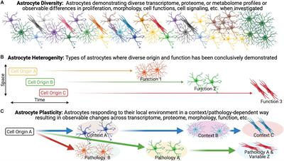 Diversity of Reactive Astrogliosis in CNS Pathology: Heterogeneity or Plasticity?